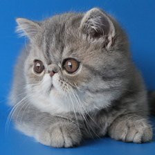 Схема вышивки «Кошка»