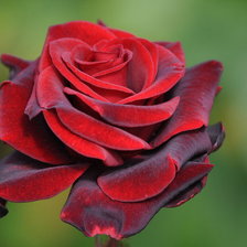 Схема вышивки «роза»