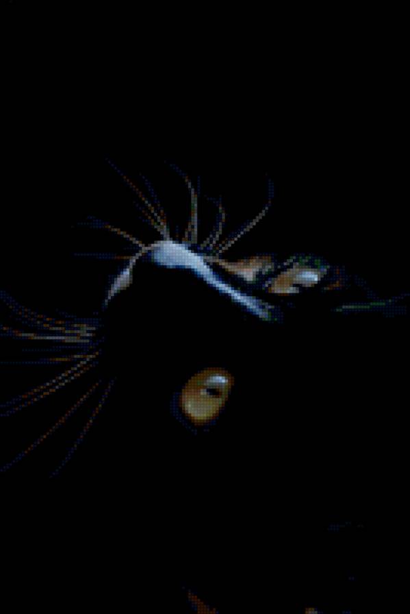 Кэтти - предпросмотр