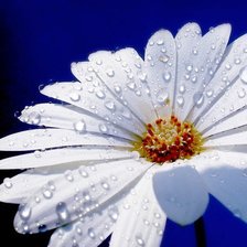 Схема вышивки «белая гербера»