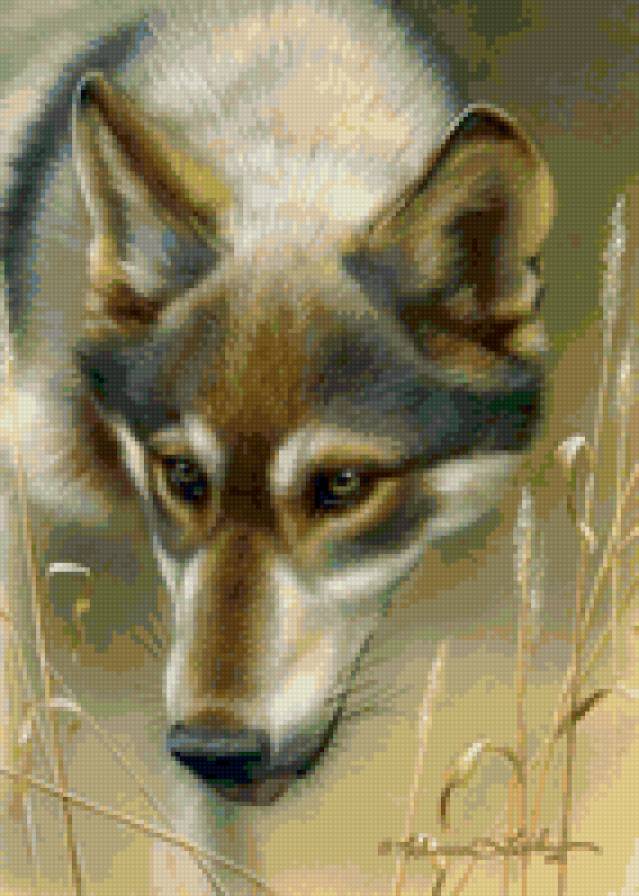 Волк - животные, волки - предпросмотр