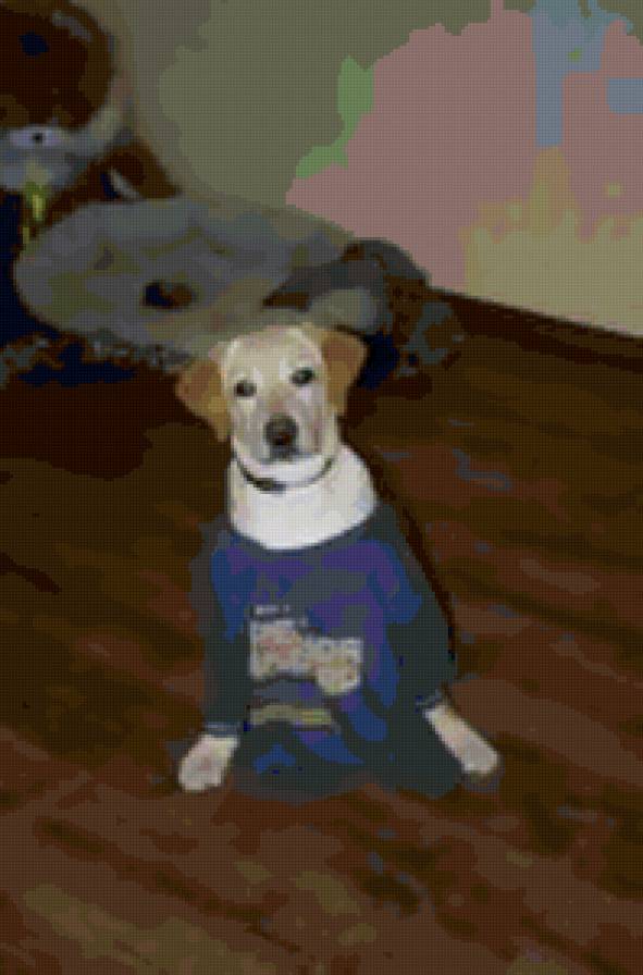 Одри - собака - предпросмотр