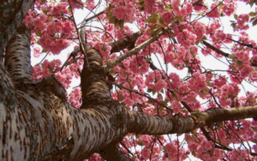цветущее дерево - дерево, цветы - предпросмотр