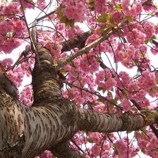 Схема вышивки «цветущее дерево»