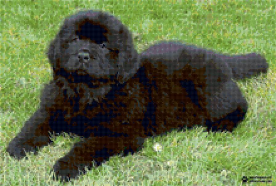 Песик - собака, щенок - предпросмотр