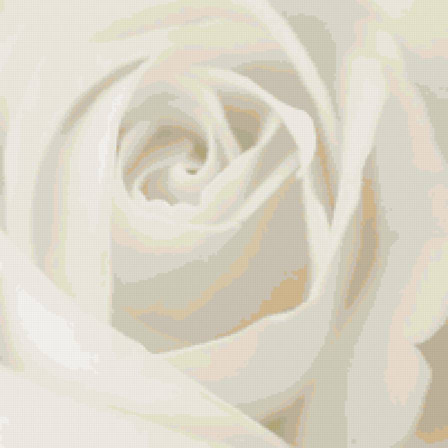 СНЕЖНАЯ РОЗА - роза, цветы - предпросмотр