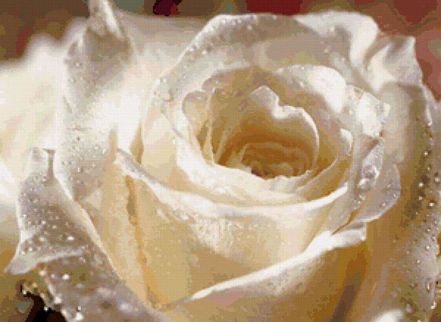 БЕЛАЯ РОЗА В РОСЕ - роза, цветы - предпросмотр