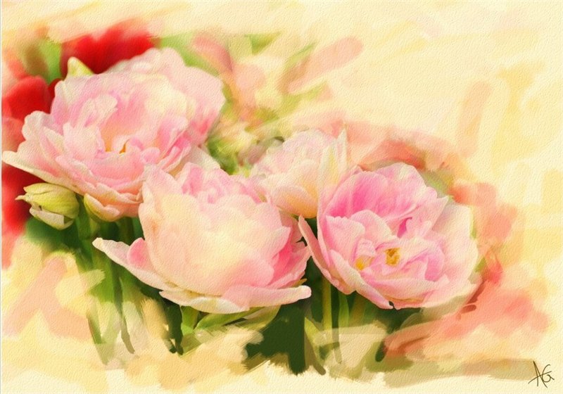 РОЗОВЫЕ ПИОНЫ - цветы - оригинал