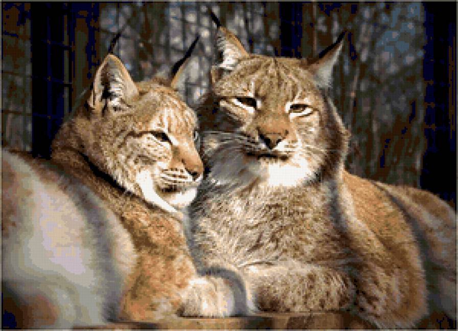 Серия "Большие кошки" - животные, рыси, кошки - предпросмотр