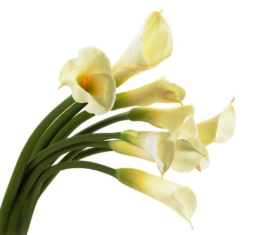 каллы. букет - цветы, калла, букет - оригинал