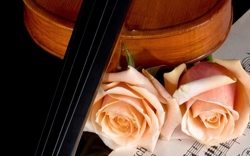 музыка и розы - цветы - оригинал