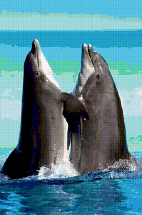 Дельфины - море, вода, дельфин - предпросмотр