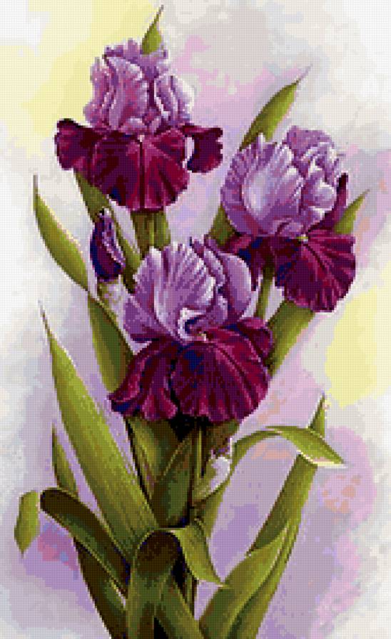 ирисы - ирисы - предпросмотр