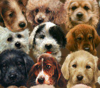 Собачки - звери, собака, собачки, животные, подушка - оригинал