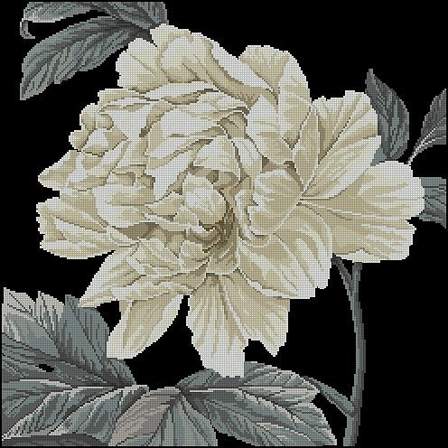 Пион. - пионы, цветы. - оригинал