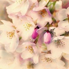 Схема вышивки «цветы»