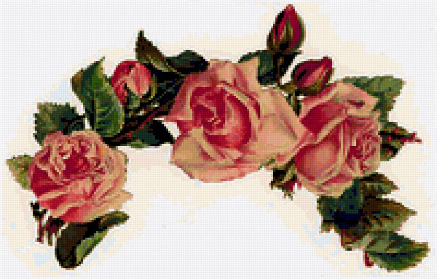 Розы. - розы, цветы. - предпросмотр