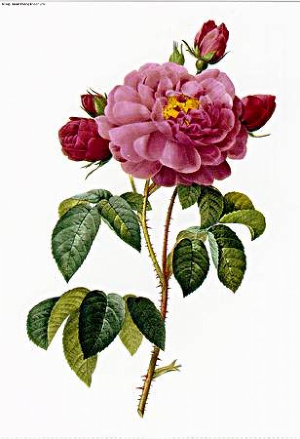 Роза. - цветы, розы - оригинал