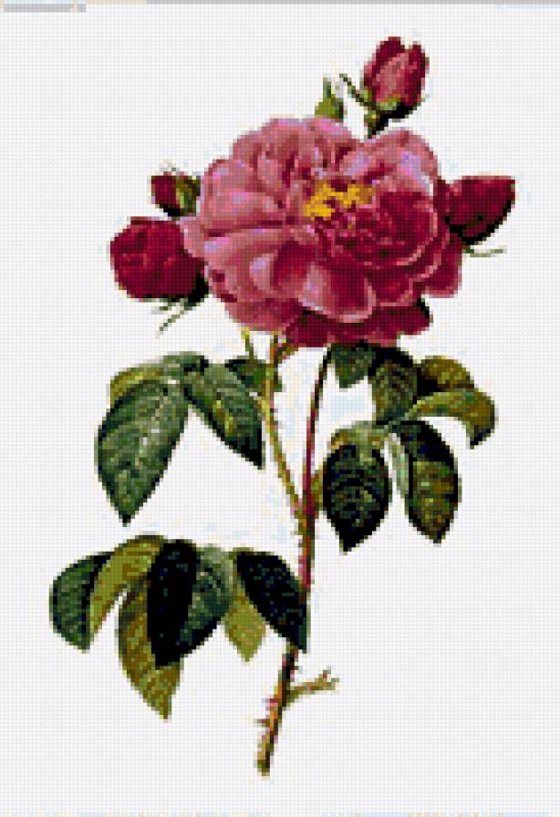 Роза. - розы, цветы - предпросмотр