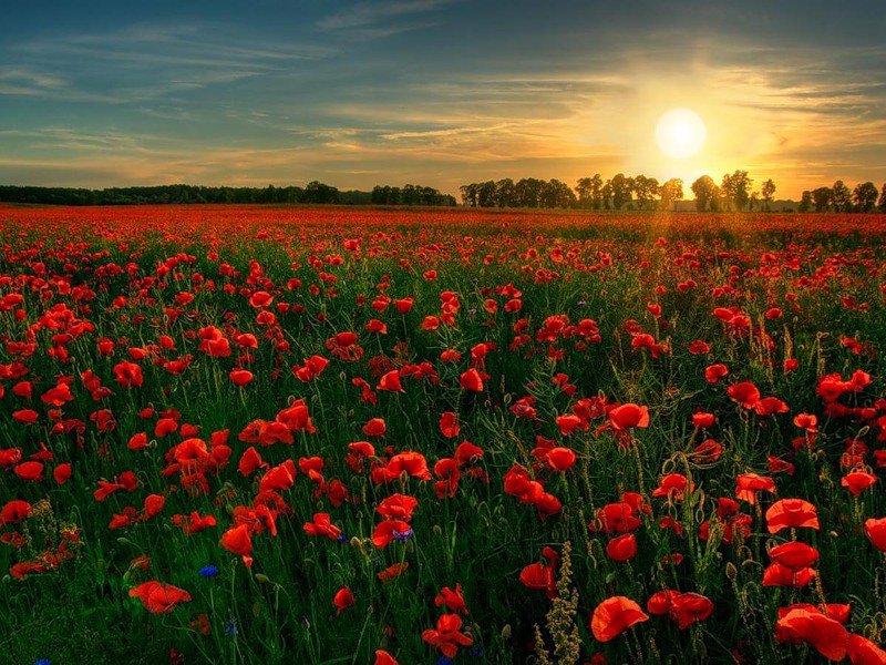 №169740 - маки, искусство, цветы, природа, живопись - оригинал