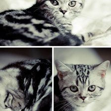 Схема вышивки «Котенок»