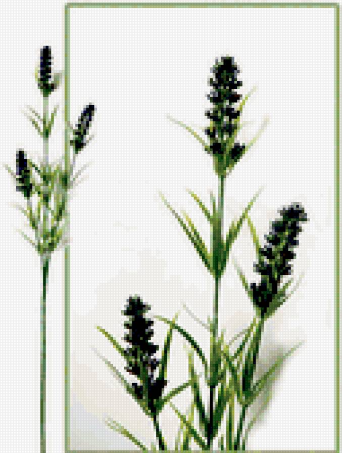 Веточки лаванды - цветы - предпросмотр