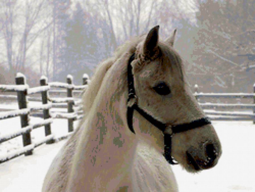 лошадь - лошадь - предпросмотр