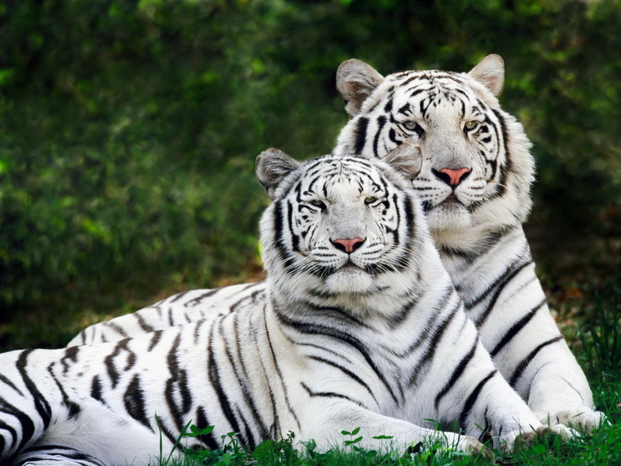 белые тигры - тигры, животные - оригинал