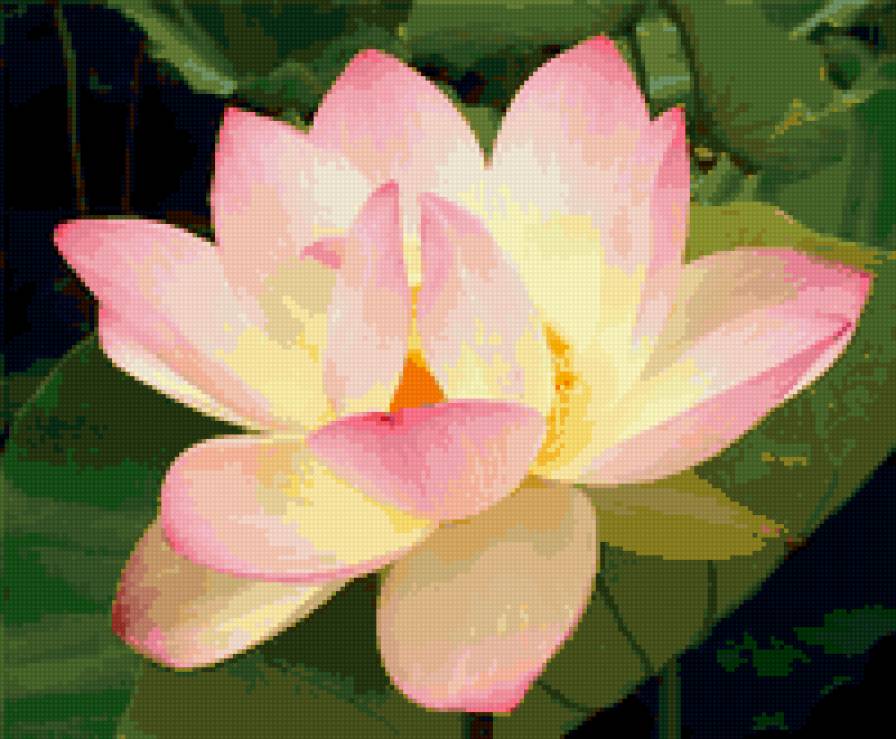 лотос - лотос, цветы - предпросмотр