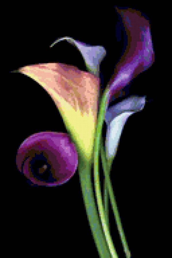 калла фиолет 1 - калла, цветы, черный фон - предпросмотр