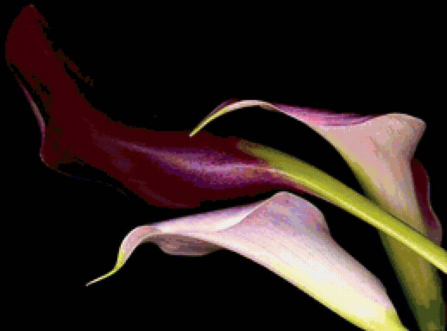 калла фиолет 2 - черный фон, калла, цветы - предпросмотр