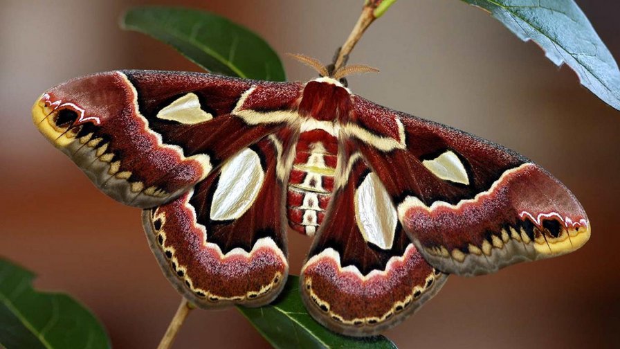 awesome brown butterfly - бабочка, butterfly, бабочки - оригинал