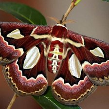 Схема вышивки «awesome brown butterfly»