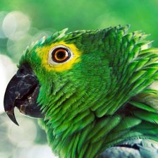 Оригинал схемы вышивки «green parrot» (№170125)