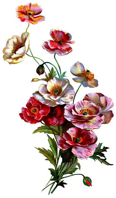 Маки - цветы, маки - оригинал