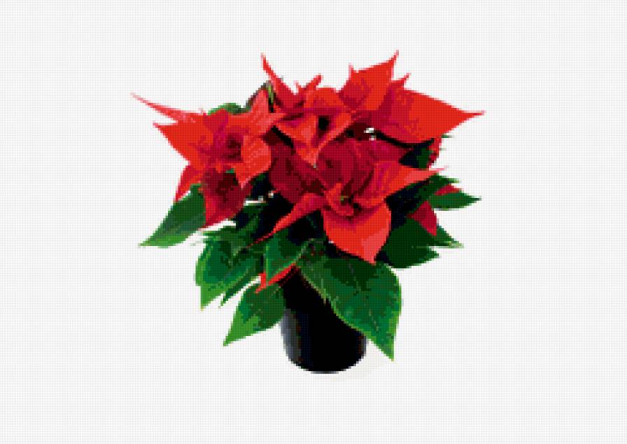 Пуансетия - картина, рождество, цветы - предпросмотр