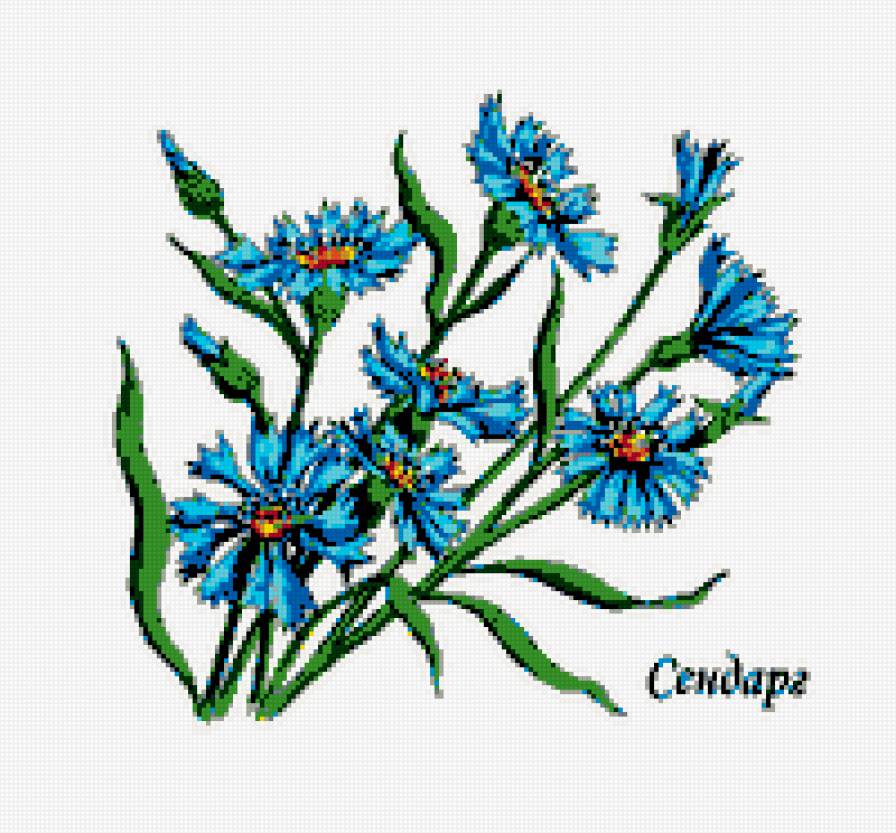 Cornflower - васильки, цветы, полевые цветы - предпросмотр