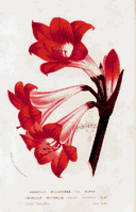 flower - цветы - предпросмотр