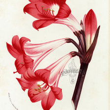 Оригинал схемы вышивки «flower» (№170286)