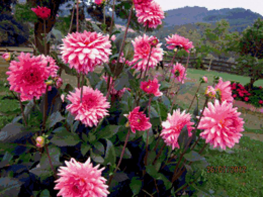 gladiolus - предпросмотр