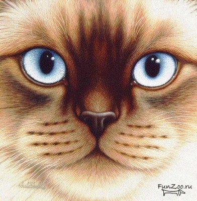 Сиамец - оригинал