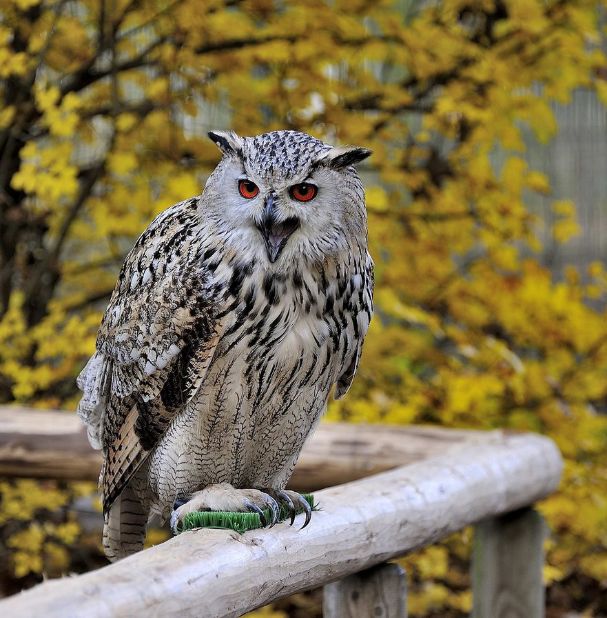 filin - filin - оригинал