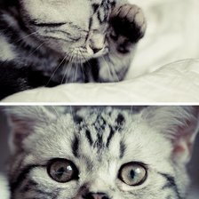 Схема вышивки «котята»