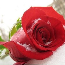 розовый рай