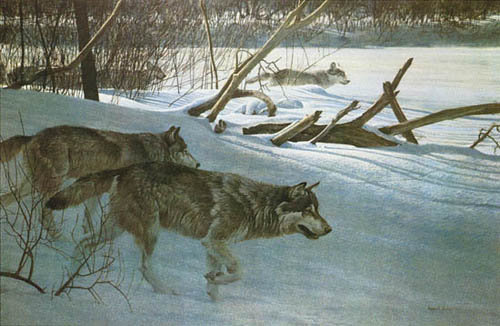 Охота - пейзаж, лес, зима, животные, волки - оригинал