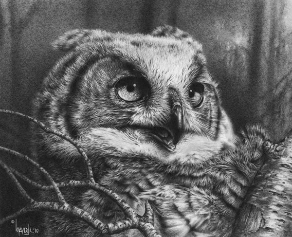 Серия "Графика птиц. Сова" - птицы, филины, совы - оригинал