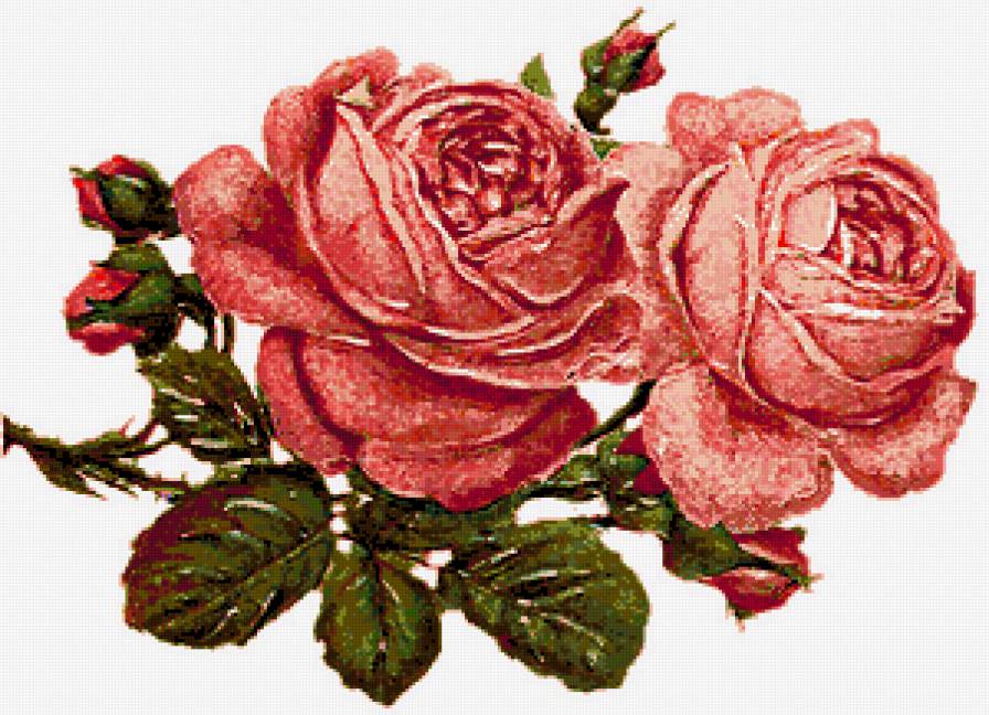 Розы - розы - предпросмотр