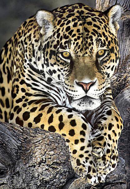 Леопард - оригинал