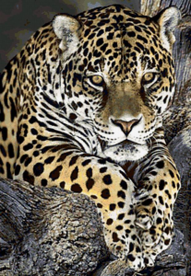 Леопард - предпросмотр