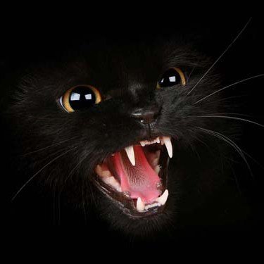 Кошка Шипелка На подушку - подушка, кот, животные, картинка, кошка, юмор, черный - оригинал